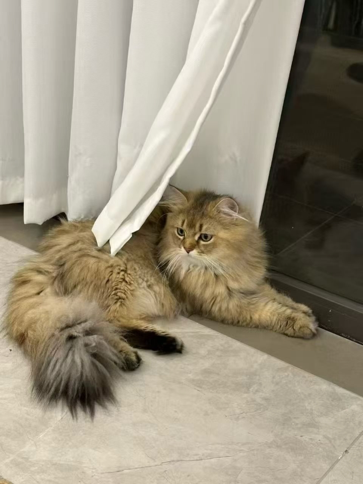 猫猫日记