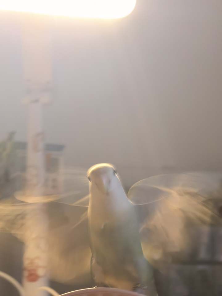 今天捕捉到的鸡公主的赏味期～