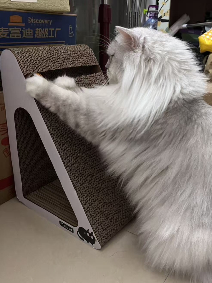 猫猫日记