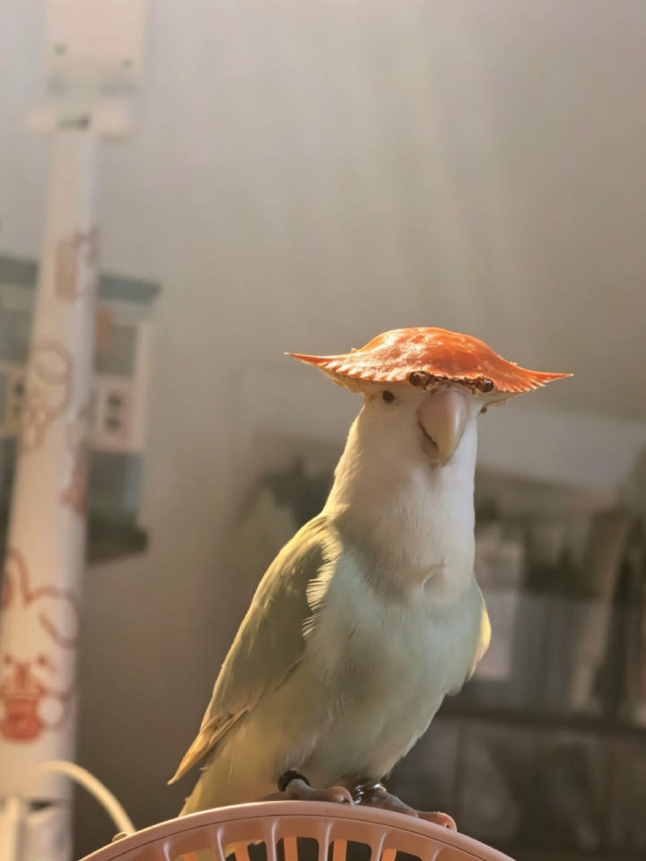 无蟹可鸡～