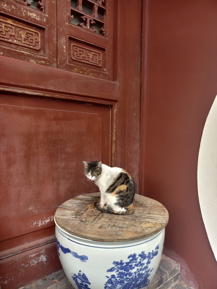 小猫