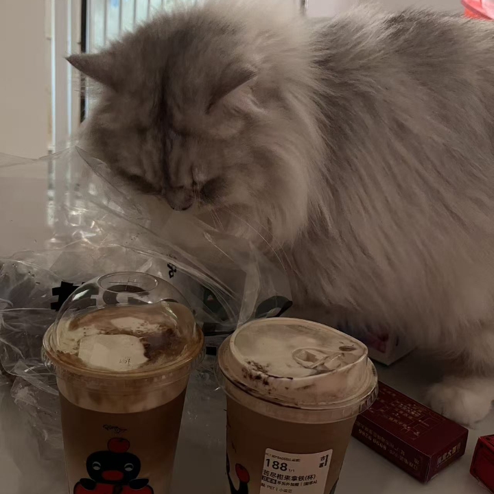 猫猫日记