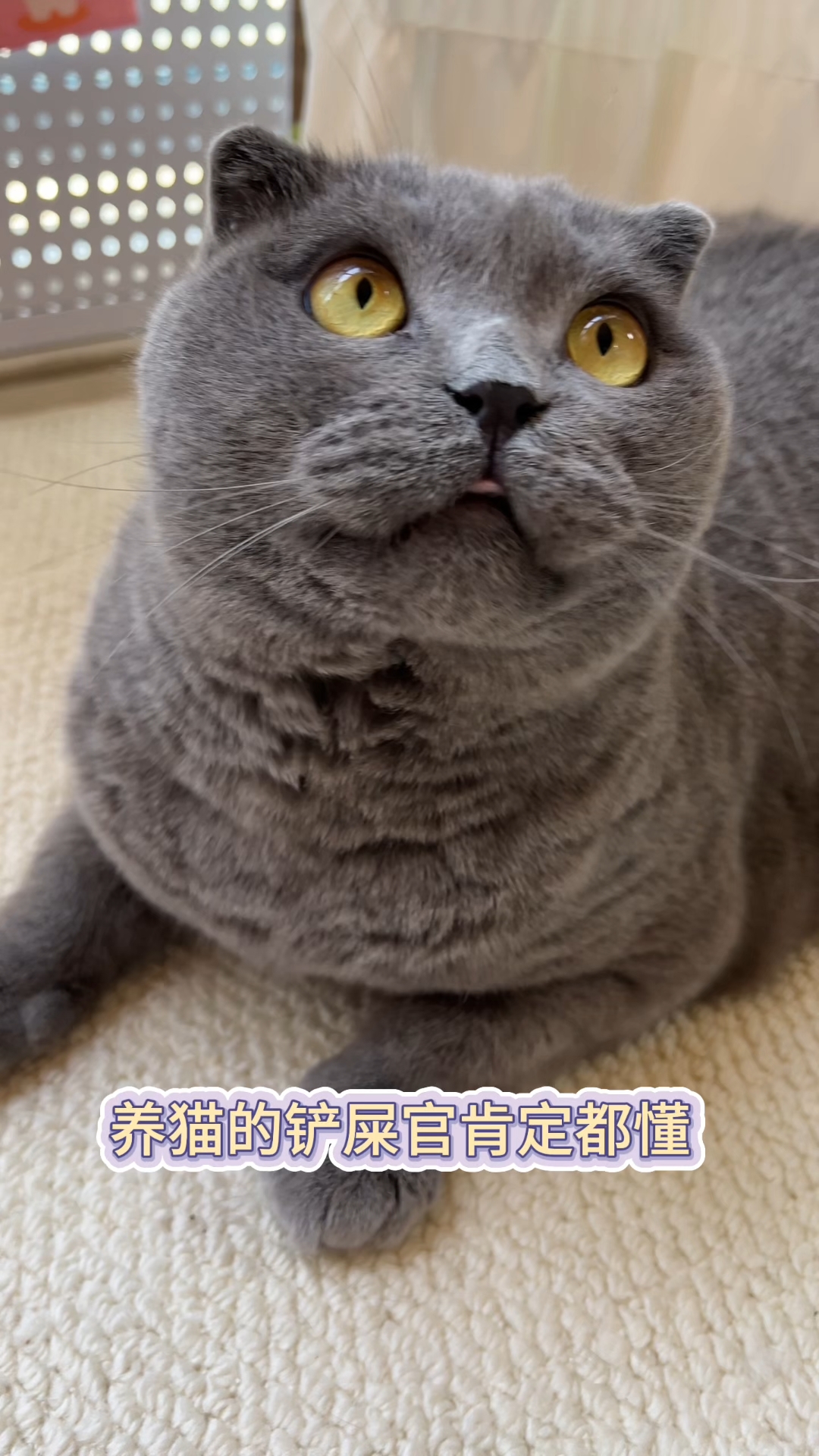 小猫们也是在闲鱼集市吃上“好饭
