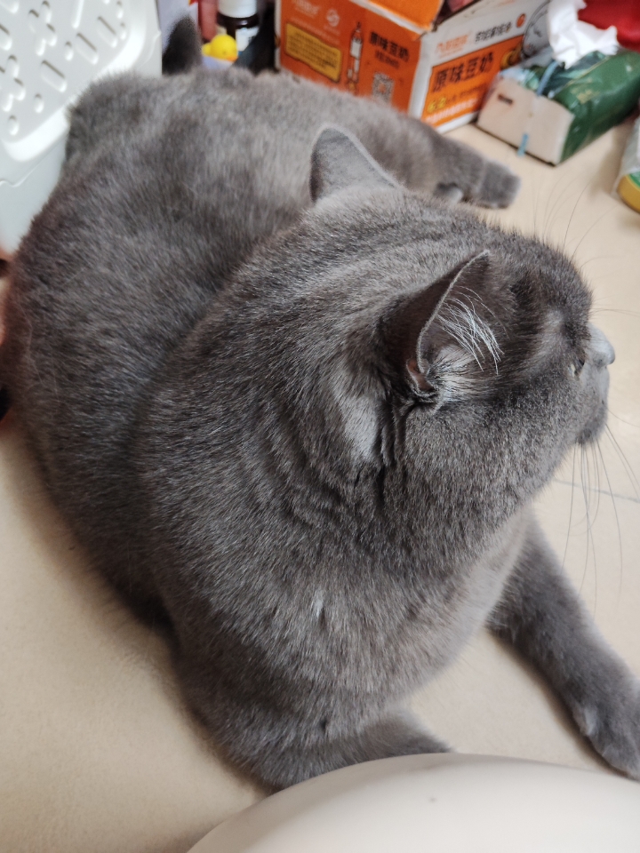 猫猫日记