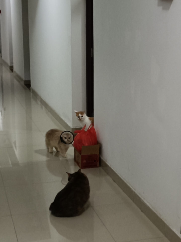 猫猫开大会