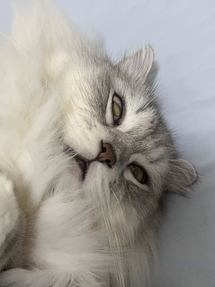 猫猫日记