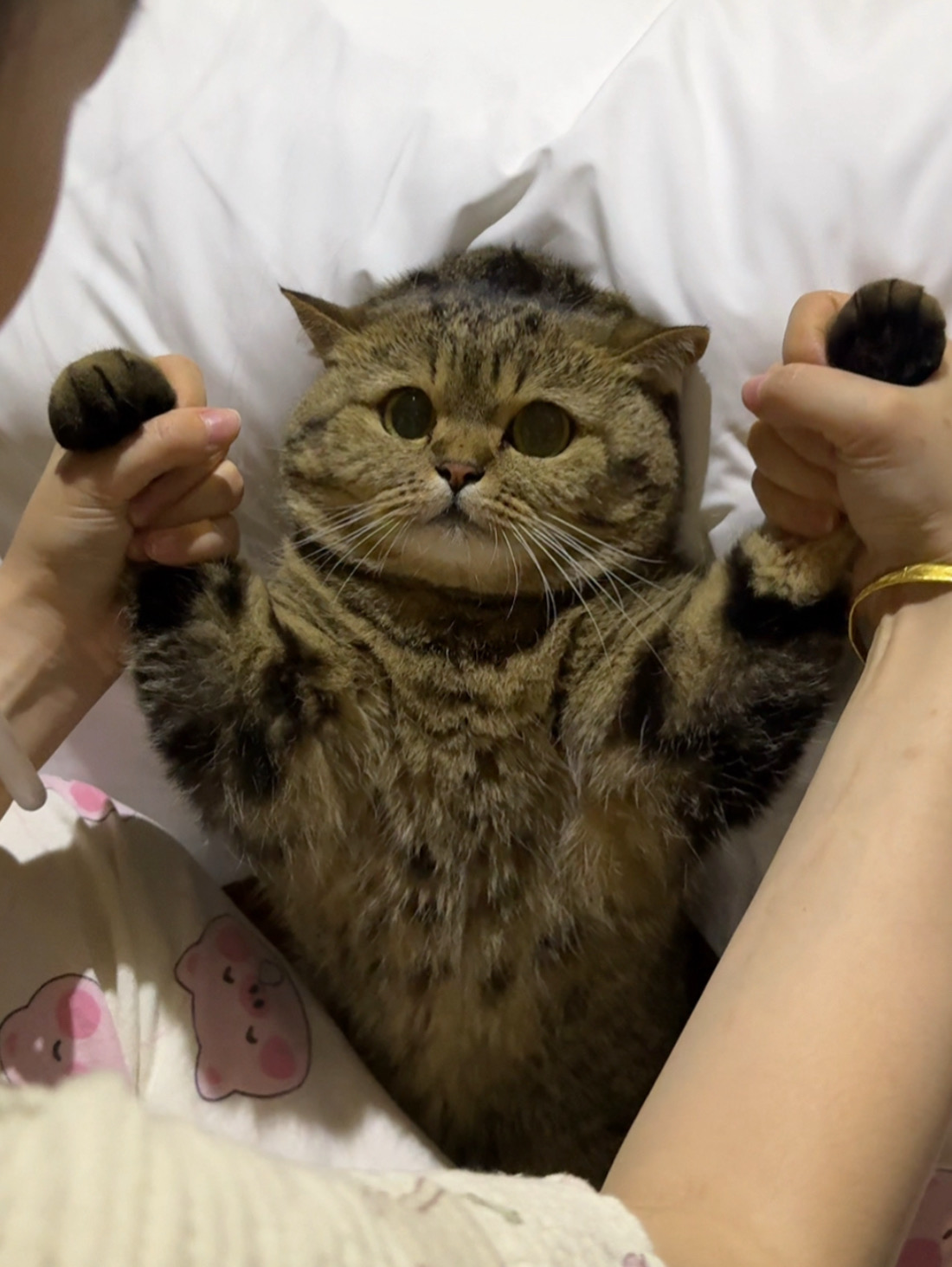 请大家抵制猫猫民宿，实在是太危险了！