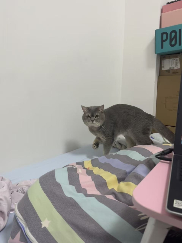 猫猫日记