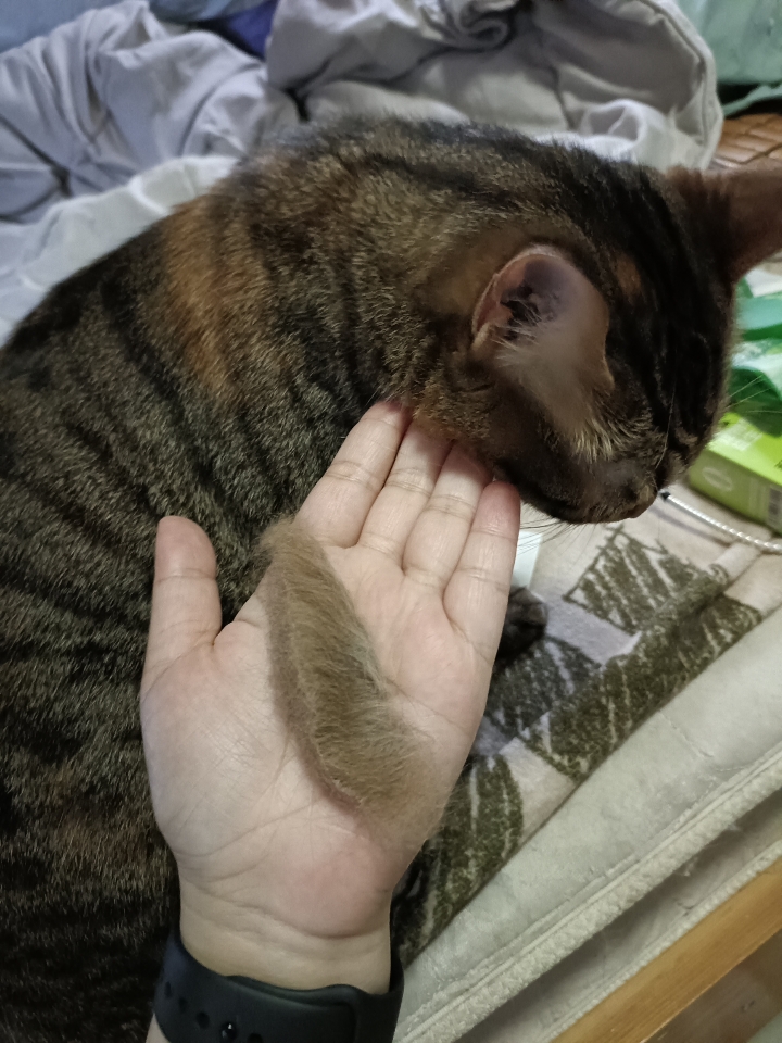 猫猫毛24