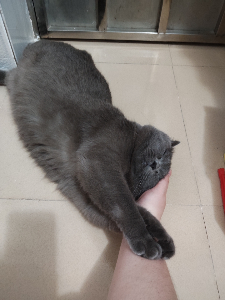 猫猫日记