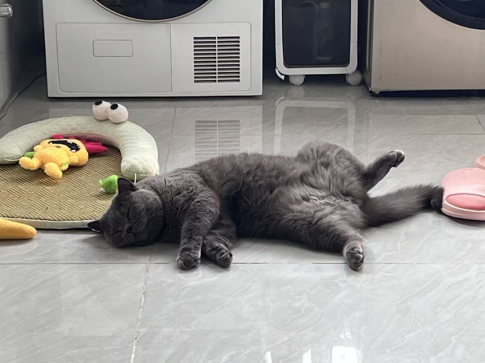 猫猫日记