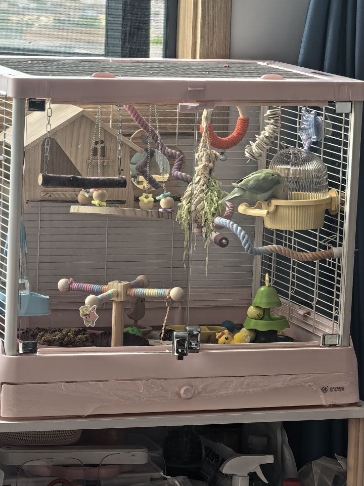 换了新装修 鸡公主吃饭都更香了～