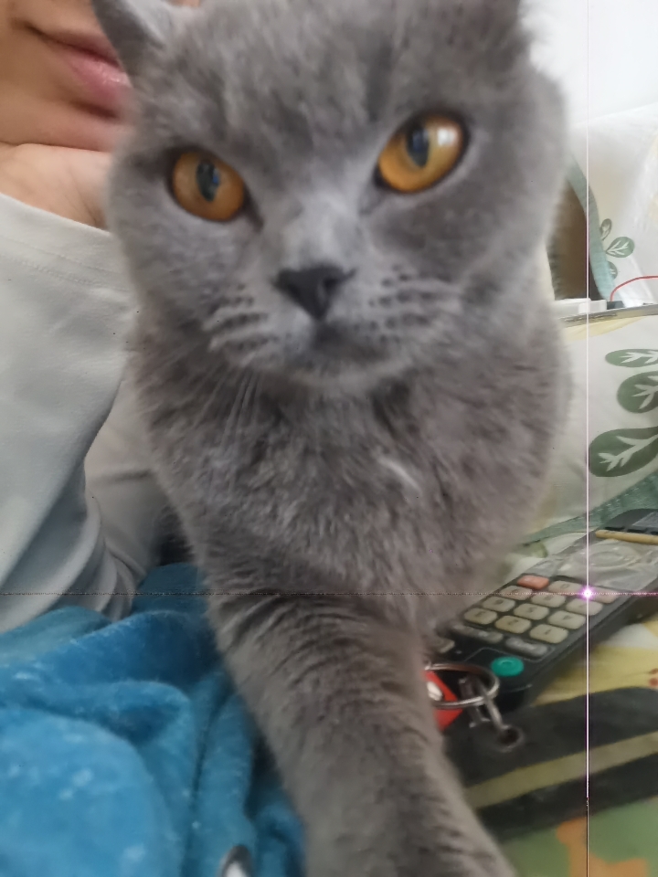260501 模特妹猪