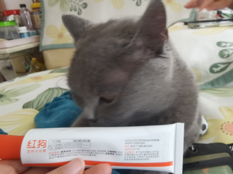 260501 模特妹猪