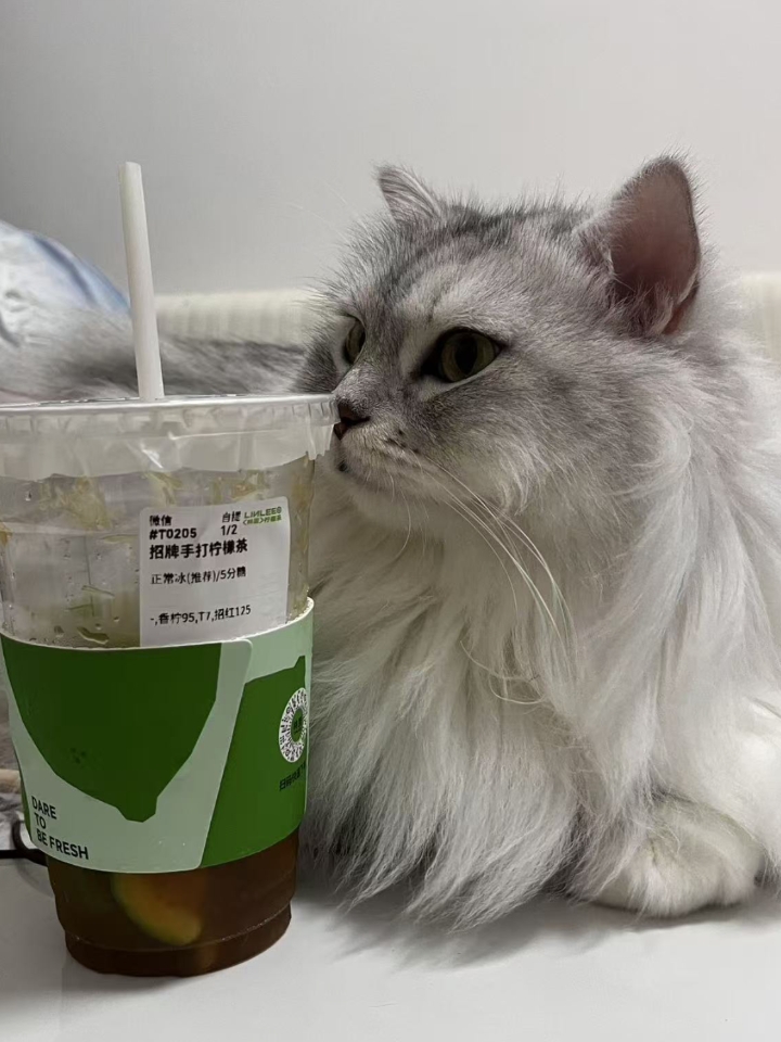 猫猫日记