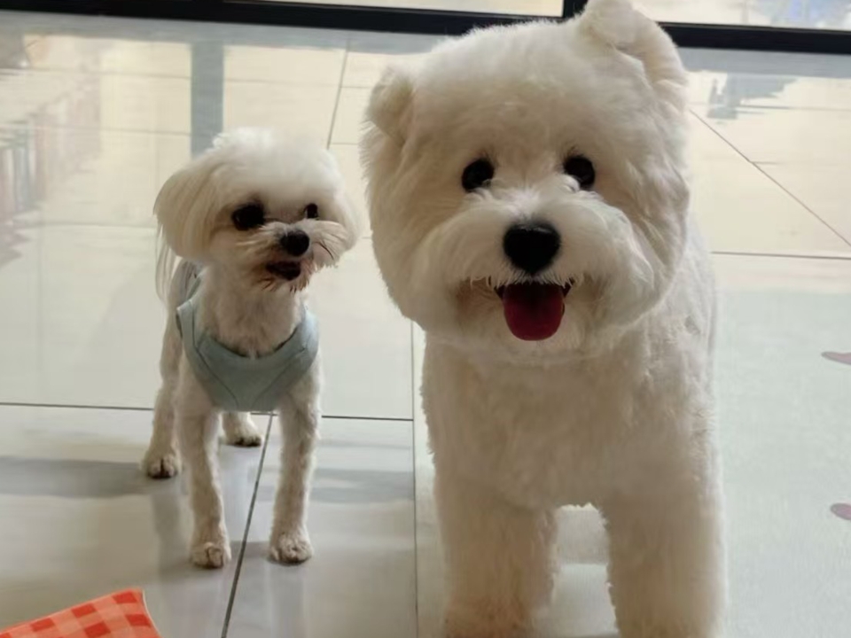 软萌可爱