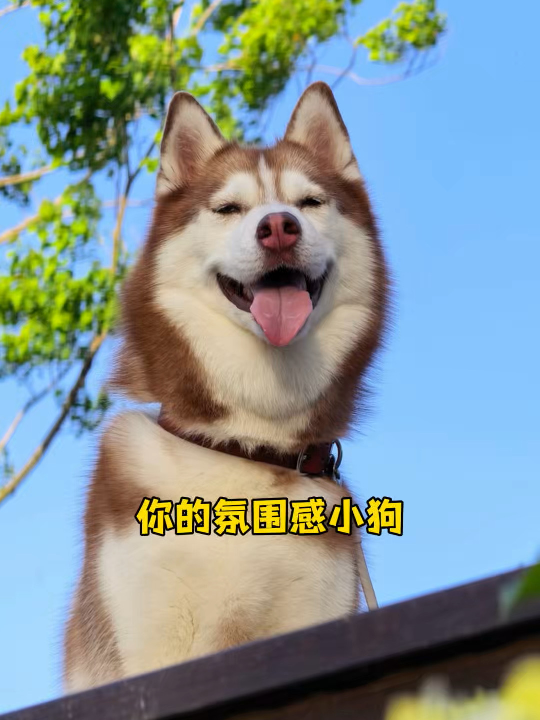 没有不好看的小狗，只有不会拍照的主人