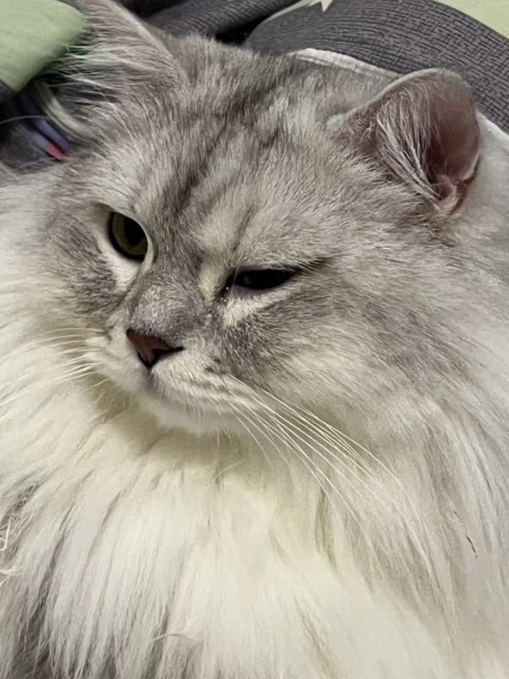 猫猫日记