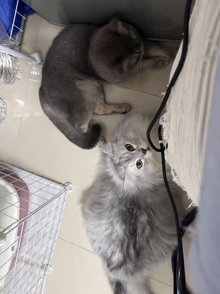 猫猫日记