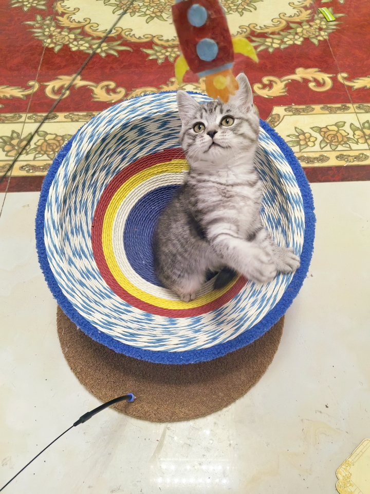可爱☺小小咪🐱