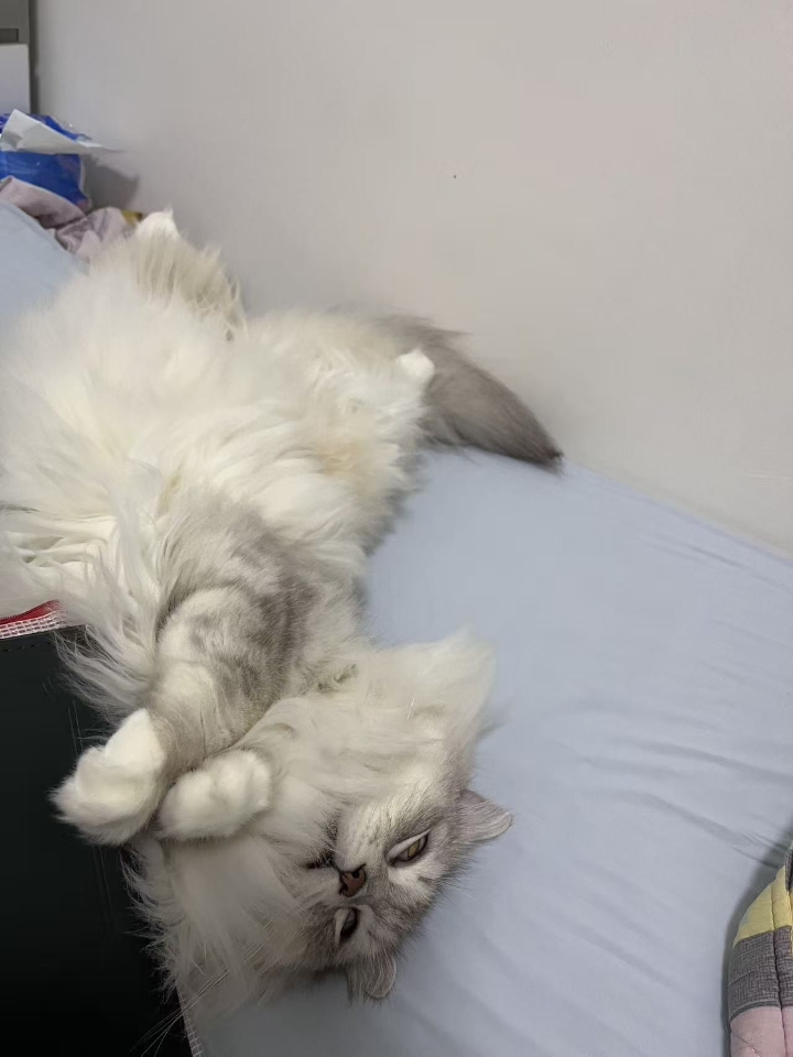 猫猫日记