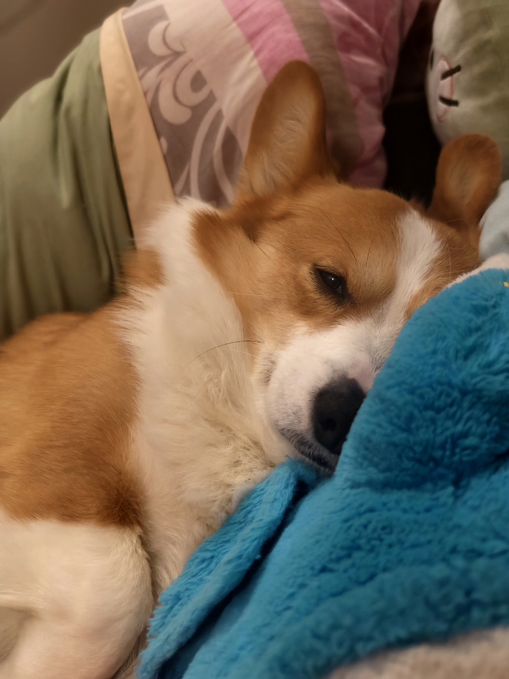 犯困