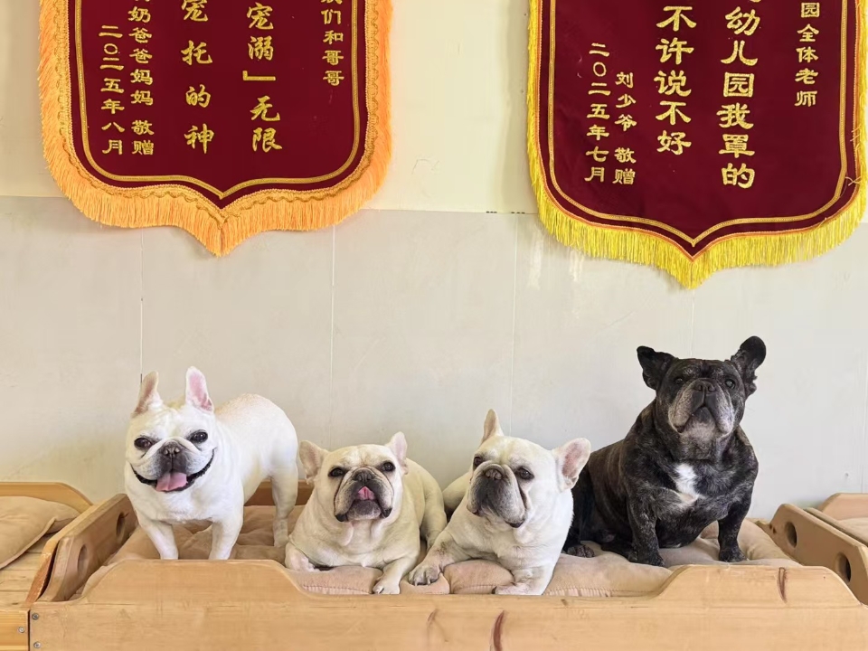 小猪猪集合