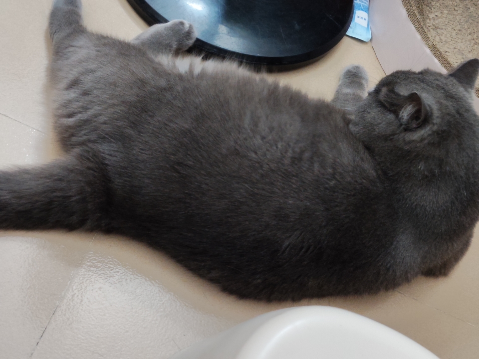 猫猫日记