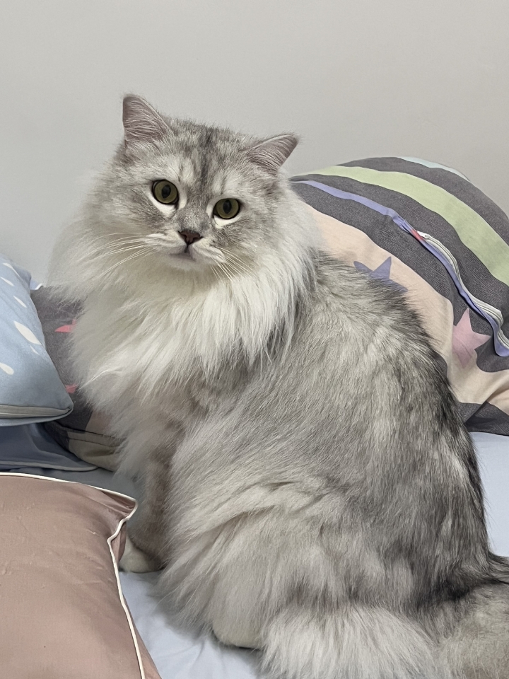猫猫日记