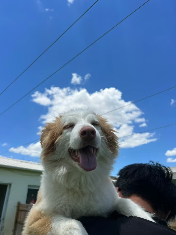 蓝天白云小狗