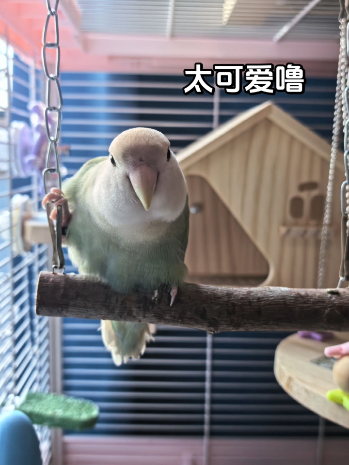 啊啊啊糯叽叽一团太可爱噜！