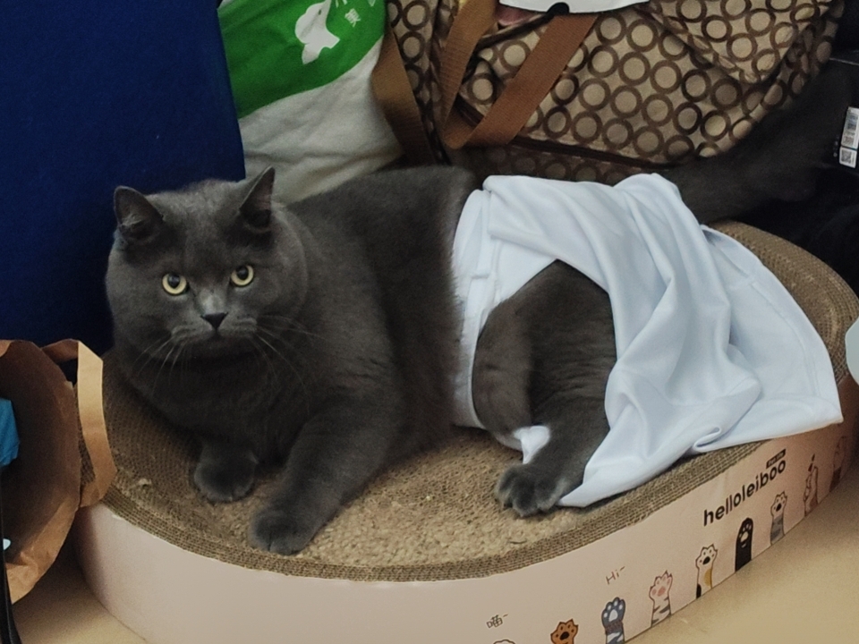 猫猫日记