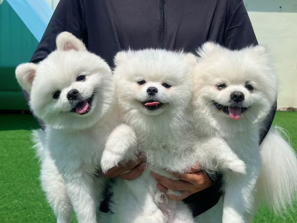 是谁这么可爱