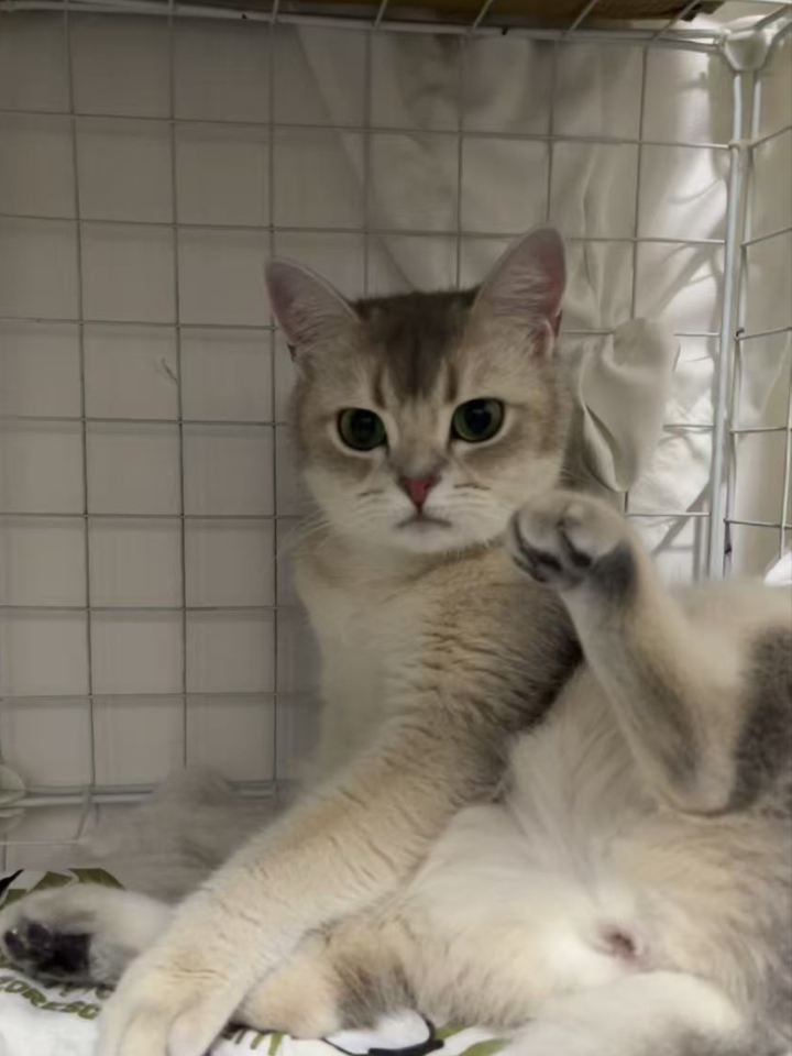 猫猫日记