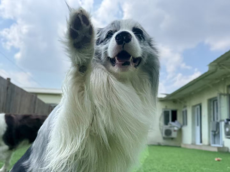 你好你好👋