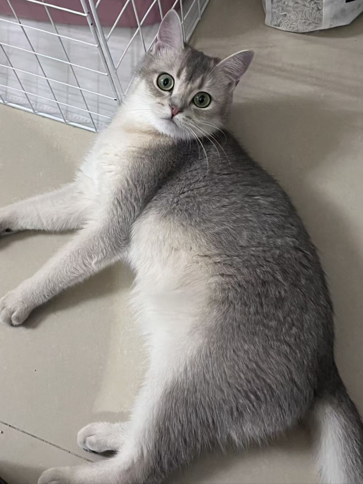 猫猫日记