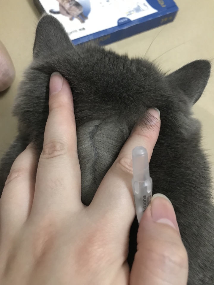 猫猫日记