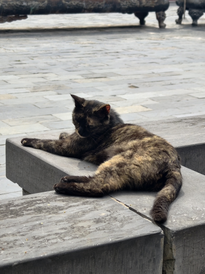 猫猫