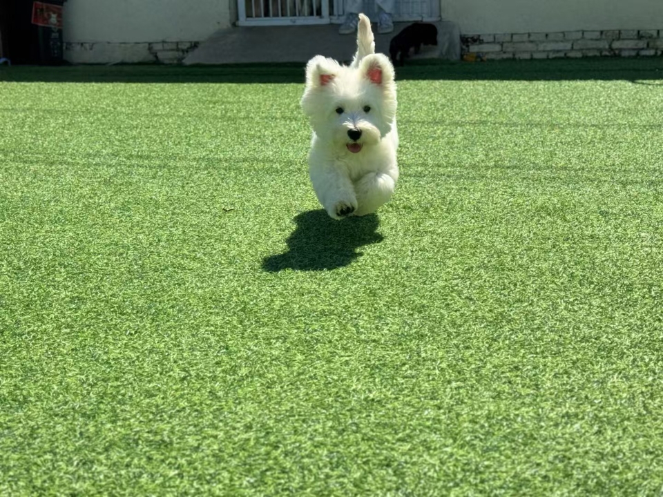 正面看萌 背面看萌 侧面看萌