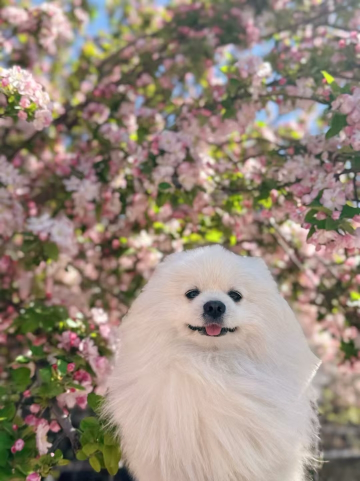 海棠花开
