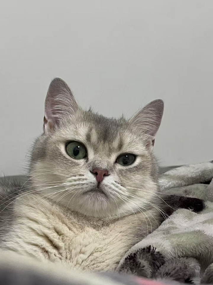 猫猫日记