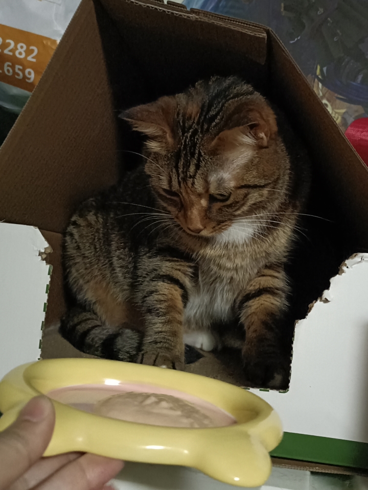 是谁家的小猫咪挑食了