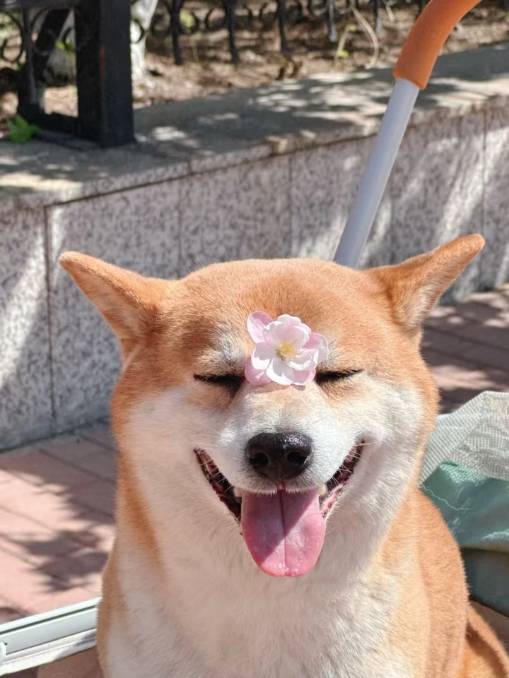 海棠花未眠