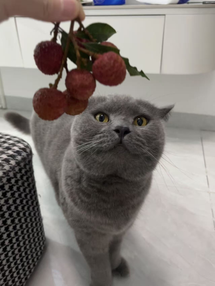 猫猫日记