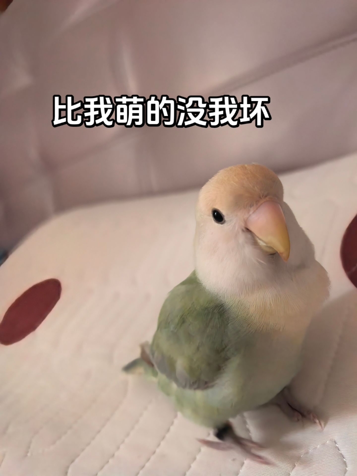 谁能拒绝这么可爱的小鹦鹉啊！