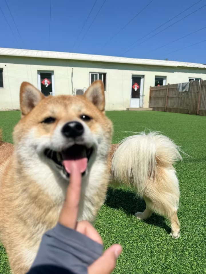 狗狗时间到