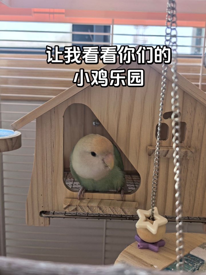 谁能拒绝这么可爱的小鸡乐园！