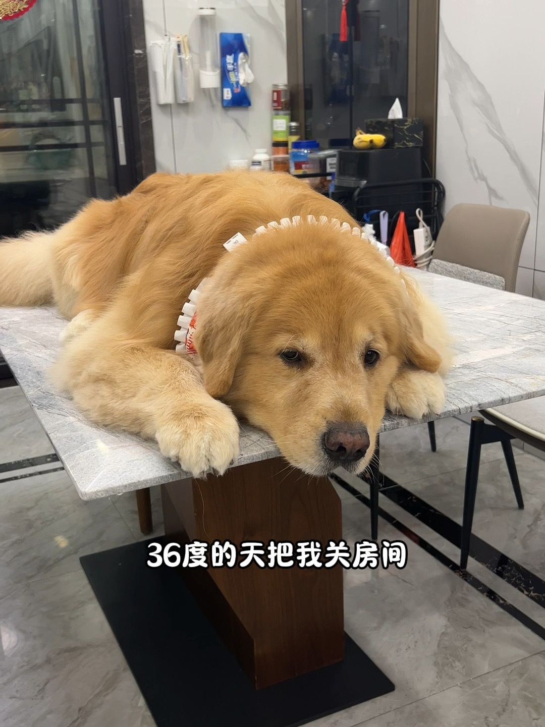 没开玩笑，狗自己开空调了！