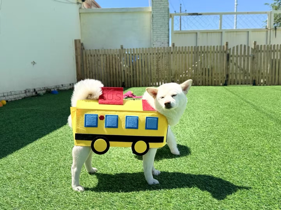 狗狗bus