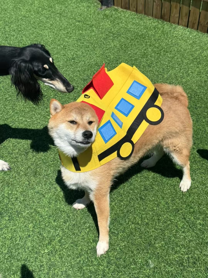 可爱bus